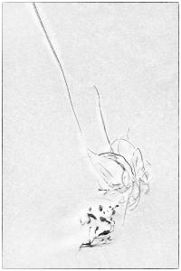 11Amrum-XX005904Seetang