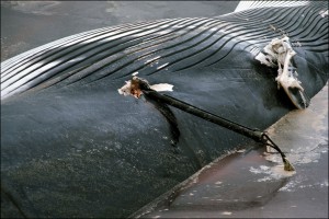 Island15Hvalfjördur