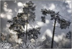 17Wald-Elfenmeer-902395-2009