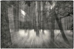 18Wald-Elfenmeer-F002163-2013