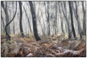 23Wald-Elfenmeer-XX004582b-2019