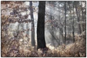 24Wald-Elfenmeer-XX004611b-2019