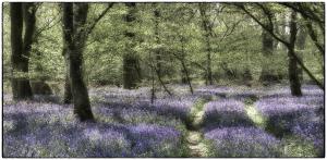 07Umgebung-XX005463Hasengloeckchen-im-Wald-Doverheide