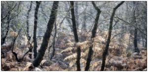 14Elfenmeer-XX004588