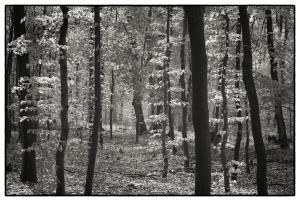 07Heinsberg-F000537-Effeld